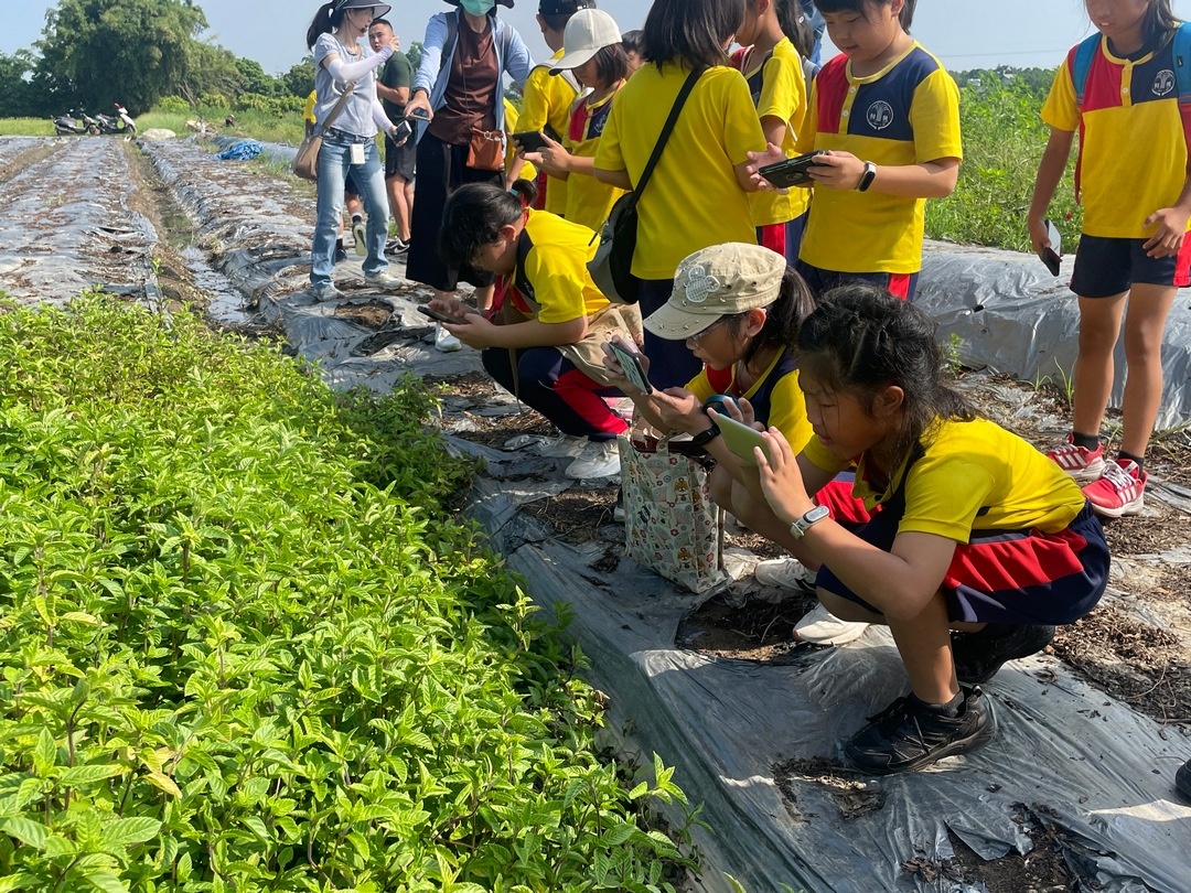 尋找家鄉文化色彩-紅骨仙草花紫
